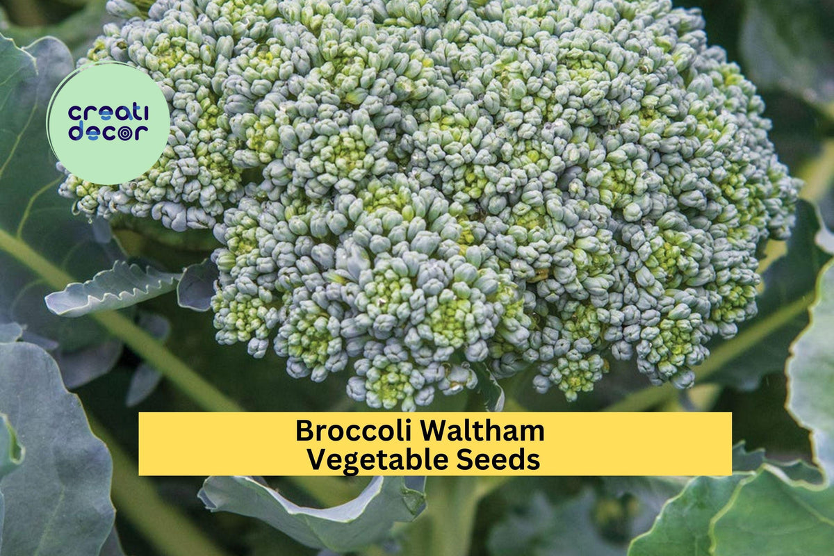 Broccoli Seeds 3 Pack – Waltham Heirloom Variety for Garden Beds, Containers, Cold Tolerant Brassica oleracea