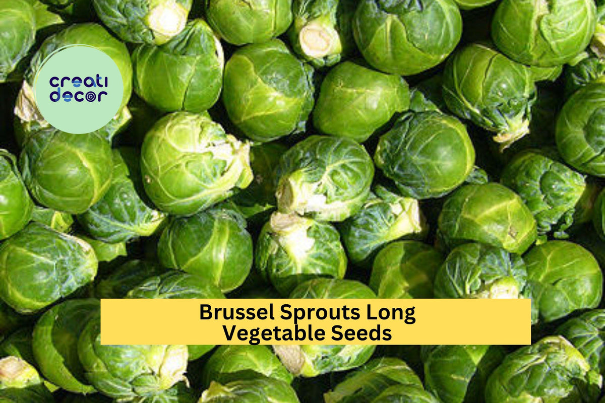 Brussels Sprouts Seeds 3 Pack – Long Island Improved Heirloom, Compact Green Sprouts, Brassica oleracea, Fall & Cool-Season Gardening
