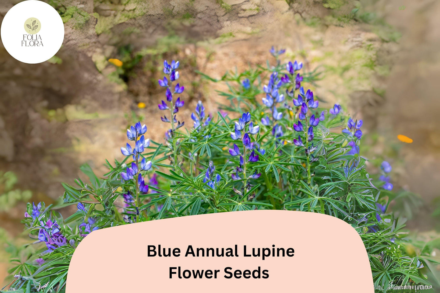Blue Annual Lupine Seeds 25+ Lupinus angustifolius Pollinator-Friendly Wildflowers for Gardens