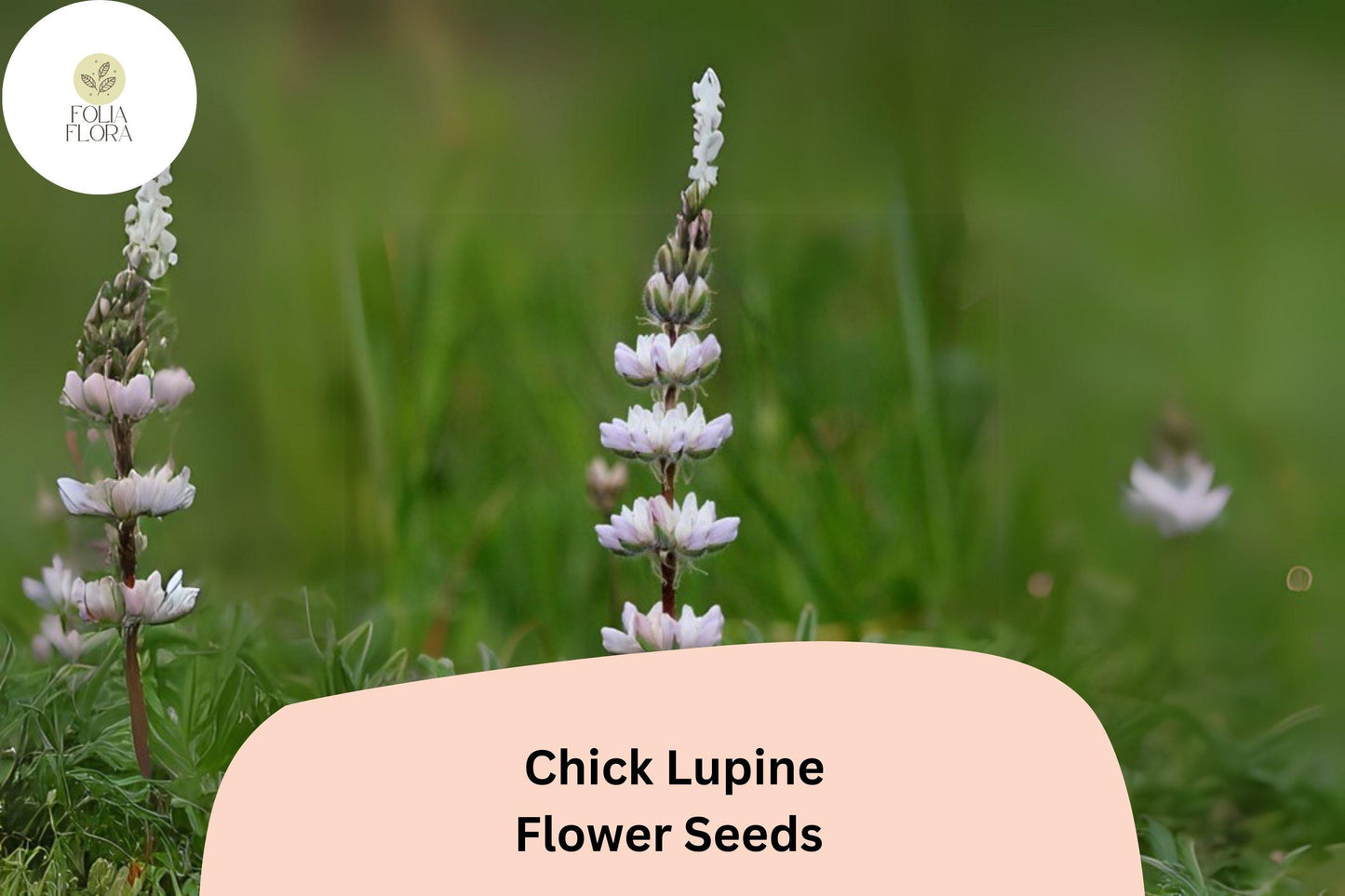 Lupine Seeds 25+ | Yellow Flowering Lupinus ‘Chick’ Pollinator-Friendly Garden Plant