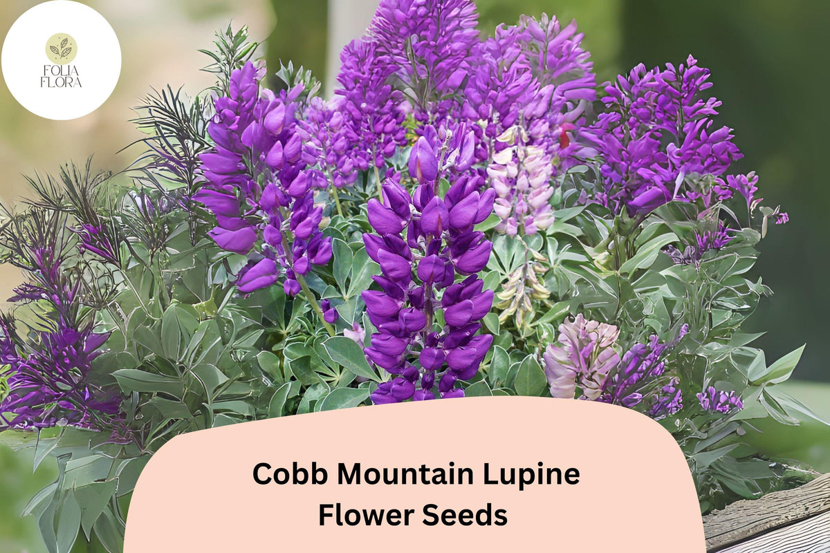 Cobb Mountain Lupine Seeds – Purple Flowering Perennial for Gardens, Borders, Pollinator Attractant, 25+ Seeds, Lupinus 'Cobb Mountain'