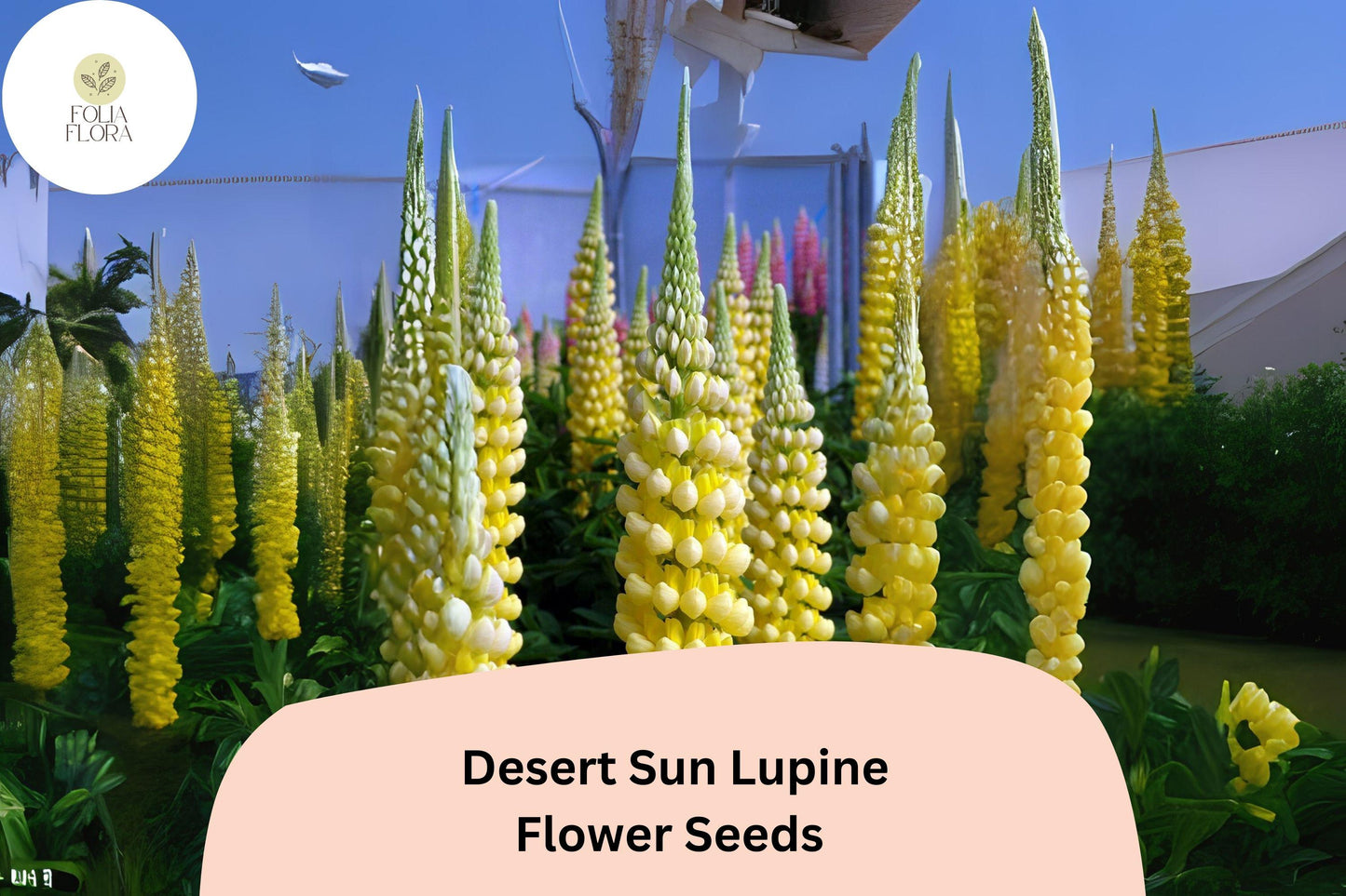 Lupine Seeds 25+ Bright Yellow & Orange Blooms Pollinator-Friendly, Drought-Tolerant, Lupinus ‘Desert Sun’