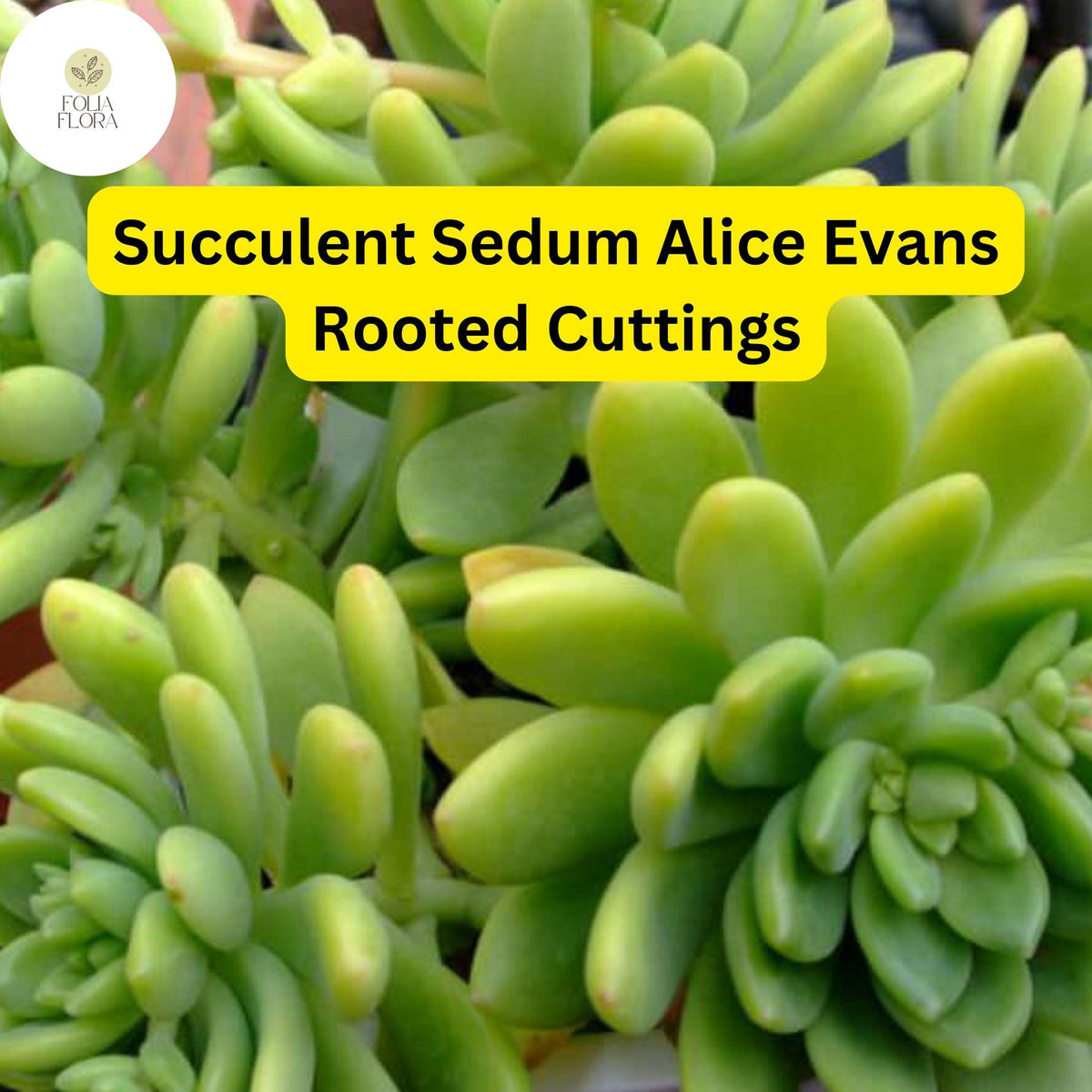 Sedum ‘Alice Evans’ Succulent Cuttings – 5 Live Plants, Creamy Green Foliage, Drought-Tolerant, Rock Garden, Indoor & Outdoor Use
