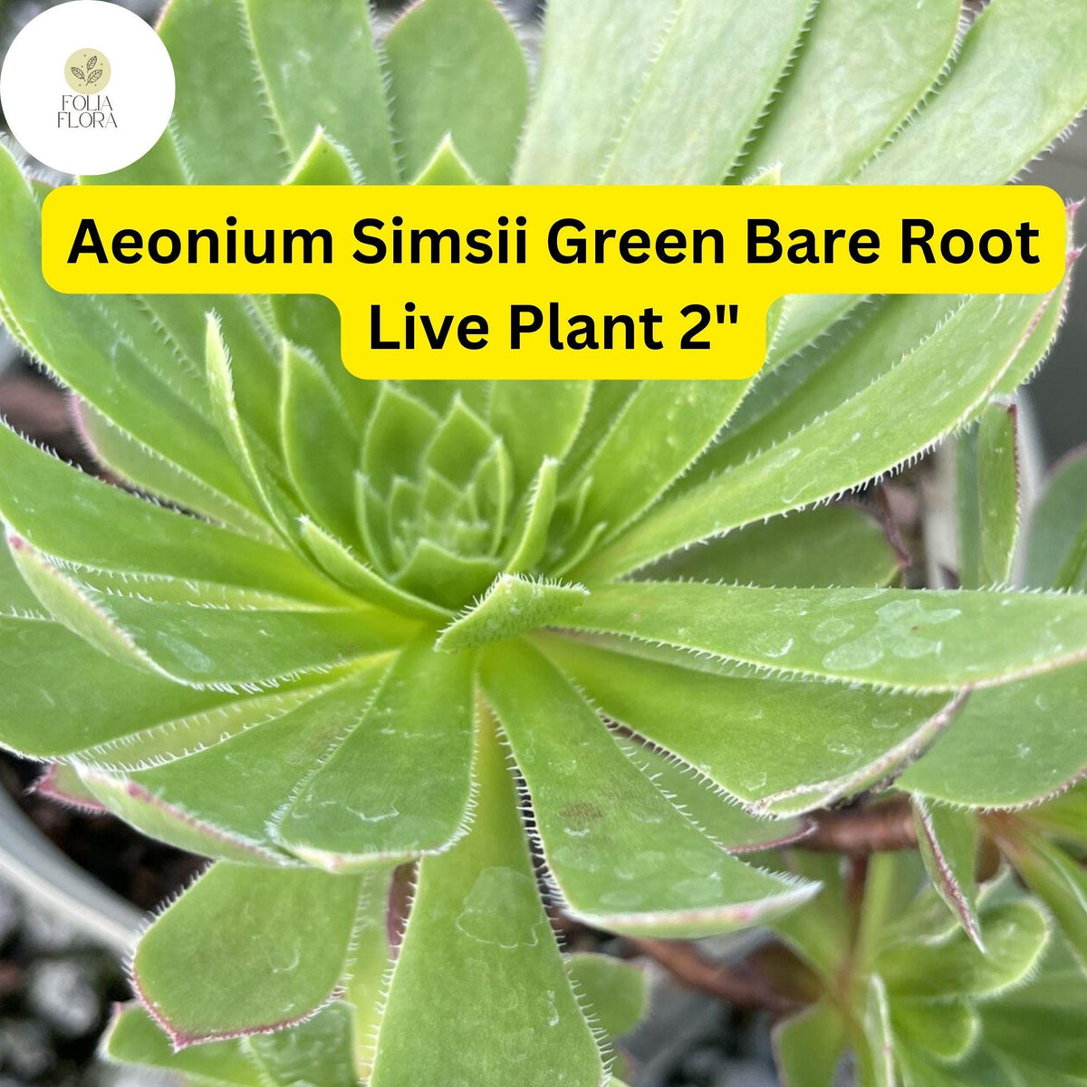 Aeonium simsii ‘Green’ Succulent Plants – 2 Bare Root 2" Live Rosette-Forming, Drought-Tolerant, Indoor & Outdoor