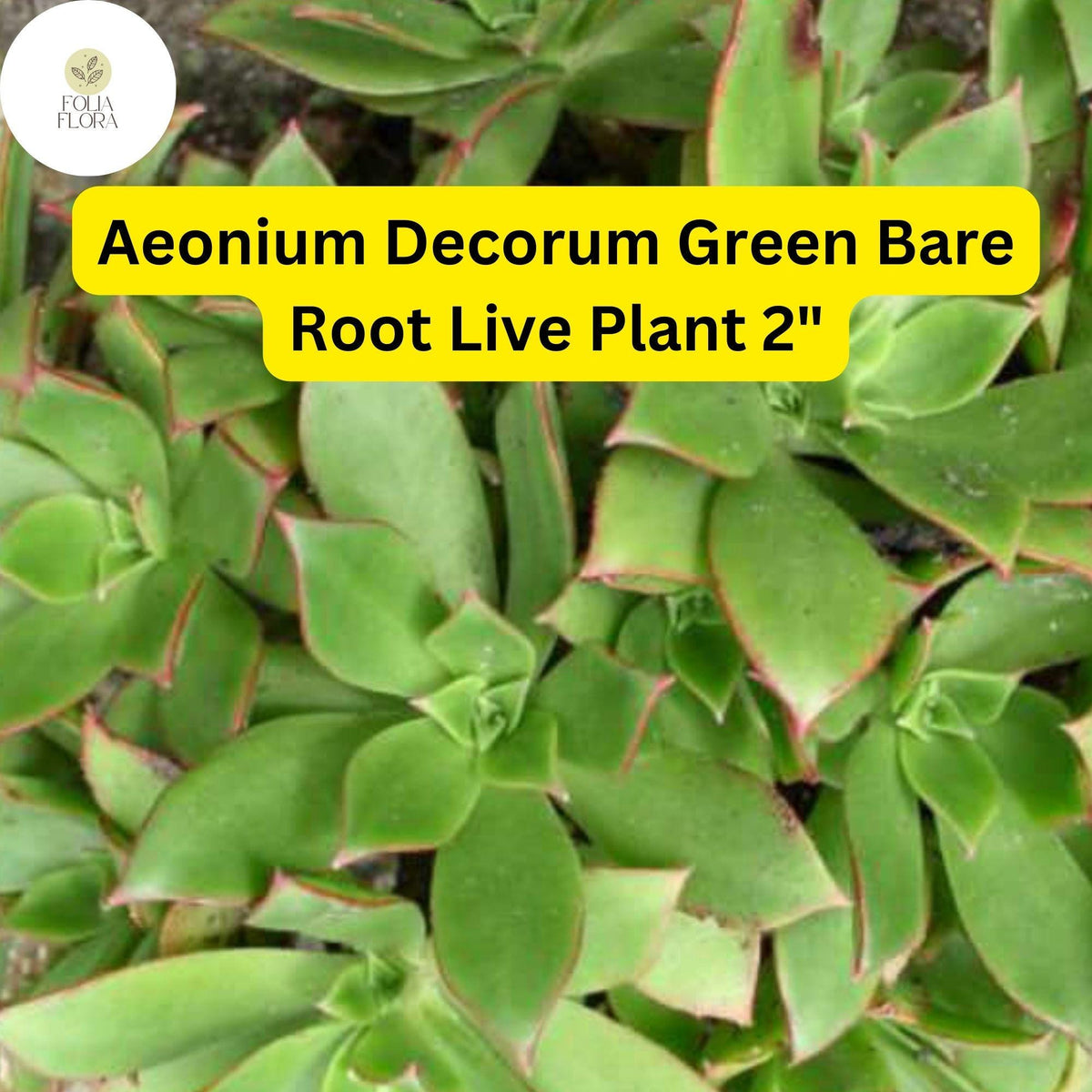 Bare Root Succulent Plants – Aeonium decorum ‘Green’ – Rosette-Forming, Drought-Tolerant, Easy-Care Indoor & Outdoor Plant