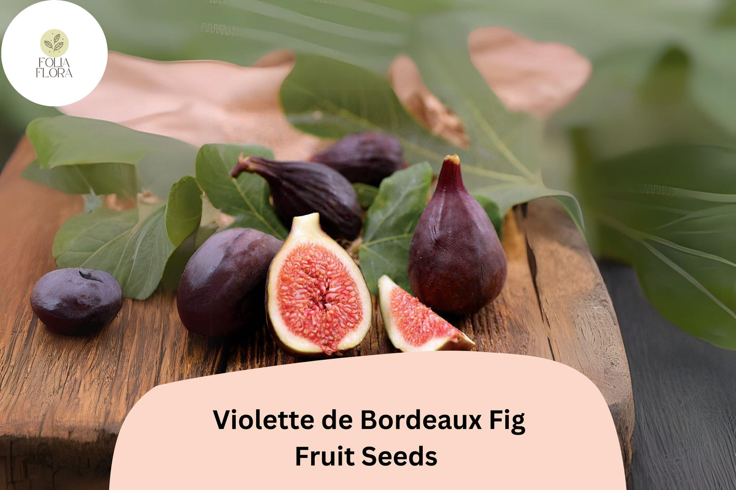 Violette de Bordeaux Fig Seeds – Heirloom Ficus carica with Deep Purple-Black Fruit & Red Flesh, Self-Pollinating, Drought-Tolerant