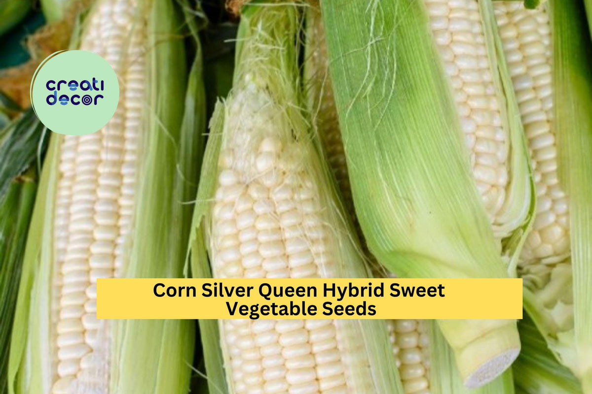 3pcs Silver Queen Hybrid Sweet Corn Seeds – White Kernels, Tender Ears, Garden, Backyard, Planting Seeds Zea mays