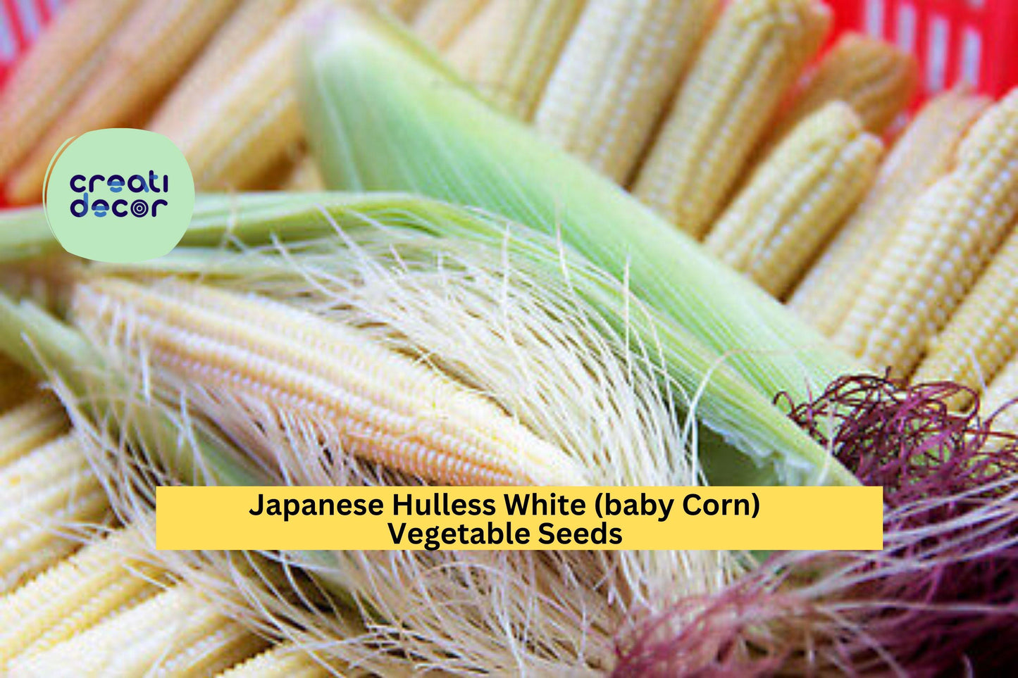 3pcs x 5g Japanese Hulless White Popcorn Seeds – Baby Corn Variety for Garden, Backyard, Homestead, Zea mays