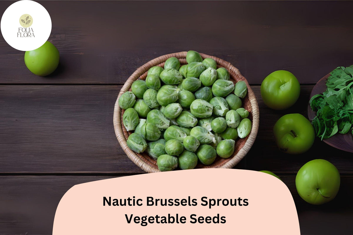 Nautic F1 Brussels Sprouts Seeds – High-Yield Hybrid, Cold-Hardy, Disease-Resistant, Green Sprouts for Fall & Winter Harvest