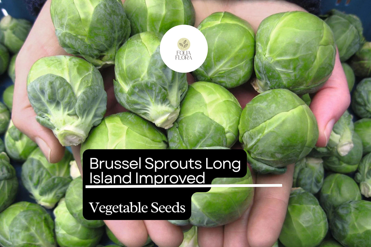 Long Island Brussels Sprouts Seeds – Heirloom, Cold-Hardy, High-Yield, Compact Green Variety for Garden, Containers