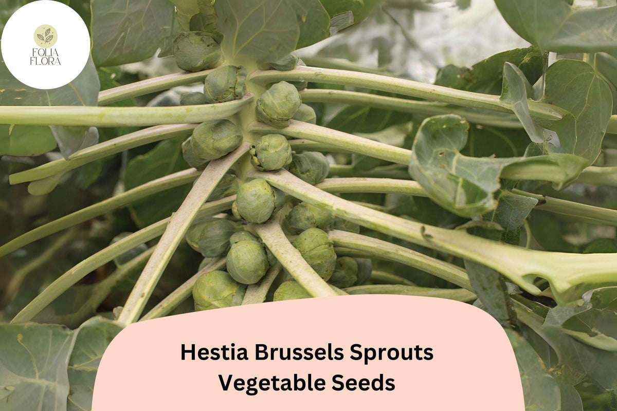 500+ Hestia Brussels Sprouts Seeds – High-Yield, Cold-Hardy Hybrid, Sweet Flavor, Dark Green, for Home Gardens & Containers