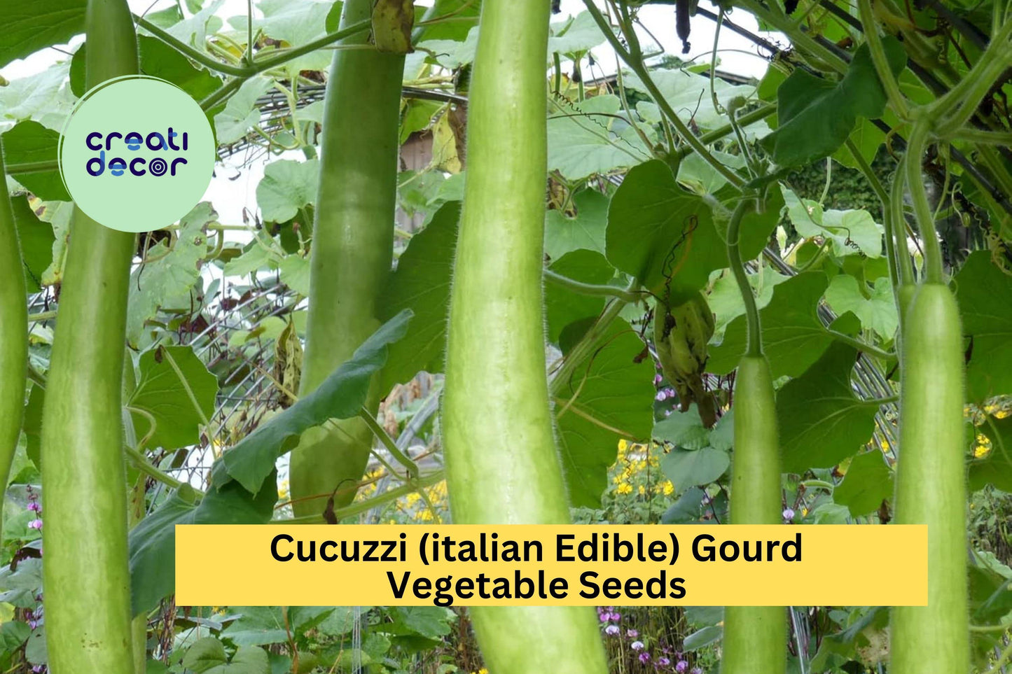 2pcs Cucuzzi Italian Edible Gourd Seeds – Long Light Green Vine Plant for Cooking & Trellising, Lagenaria siceraria