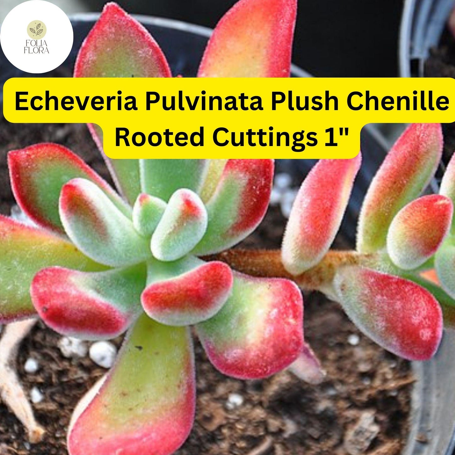 Fuzzy Succulent Cuttings | Echeveria Pulvinata ‘Plush Chenille’ | Red-Tipped Foliage | Drought-Tolerant Indoor Plant