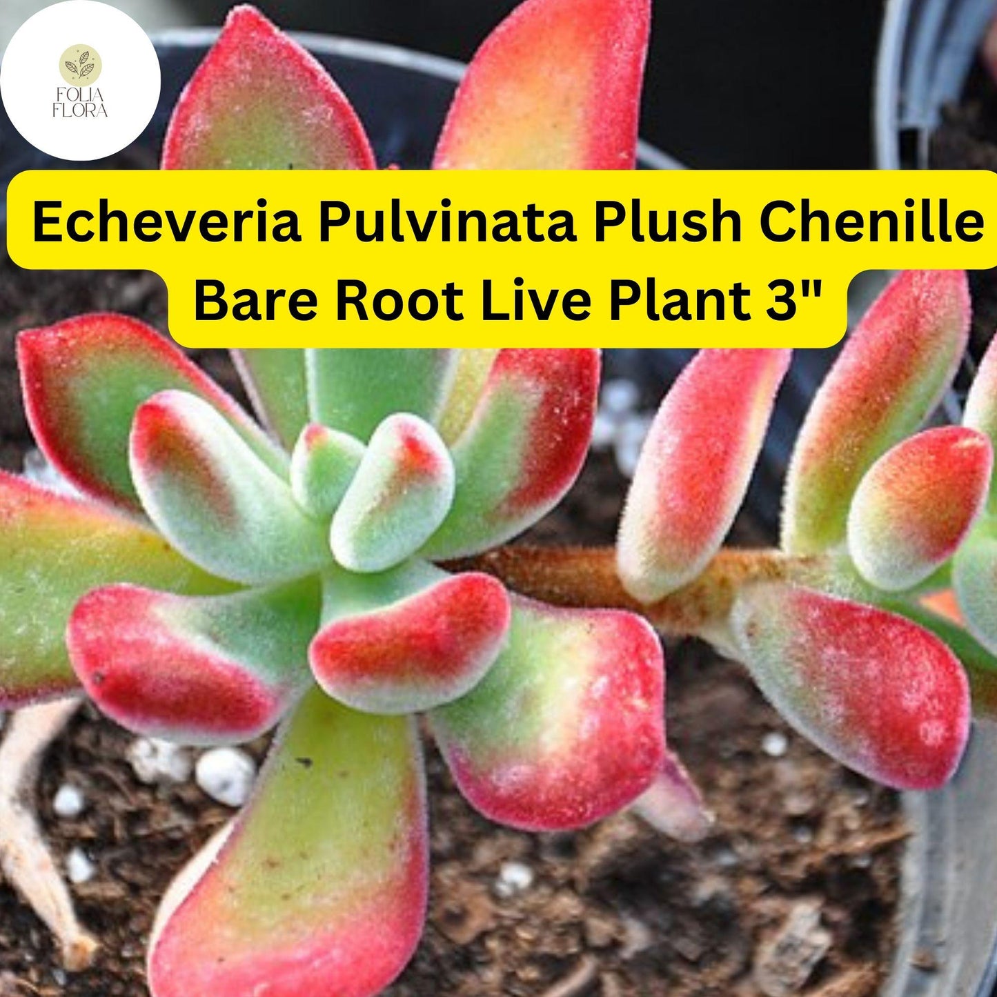 Echeveria Plush Chenille Succulent Bare Root Plant 3" Fuzzy Red-Green Leaves, Drought-Tolerant Indoor & Garden Plant