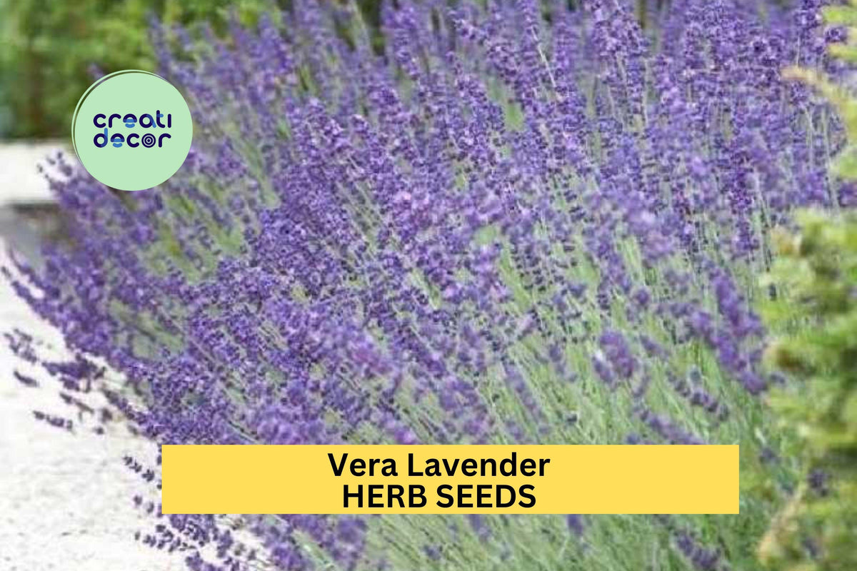 3pcs Vera Lavender Seeds – Fragrant Herb for Garden Borders, Pollinator Gardens, Aromatic Landscaping – Lavandula angustifolia