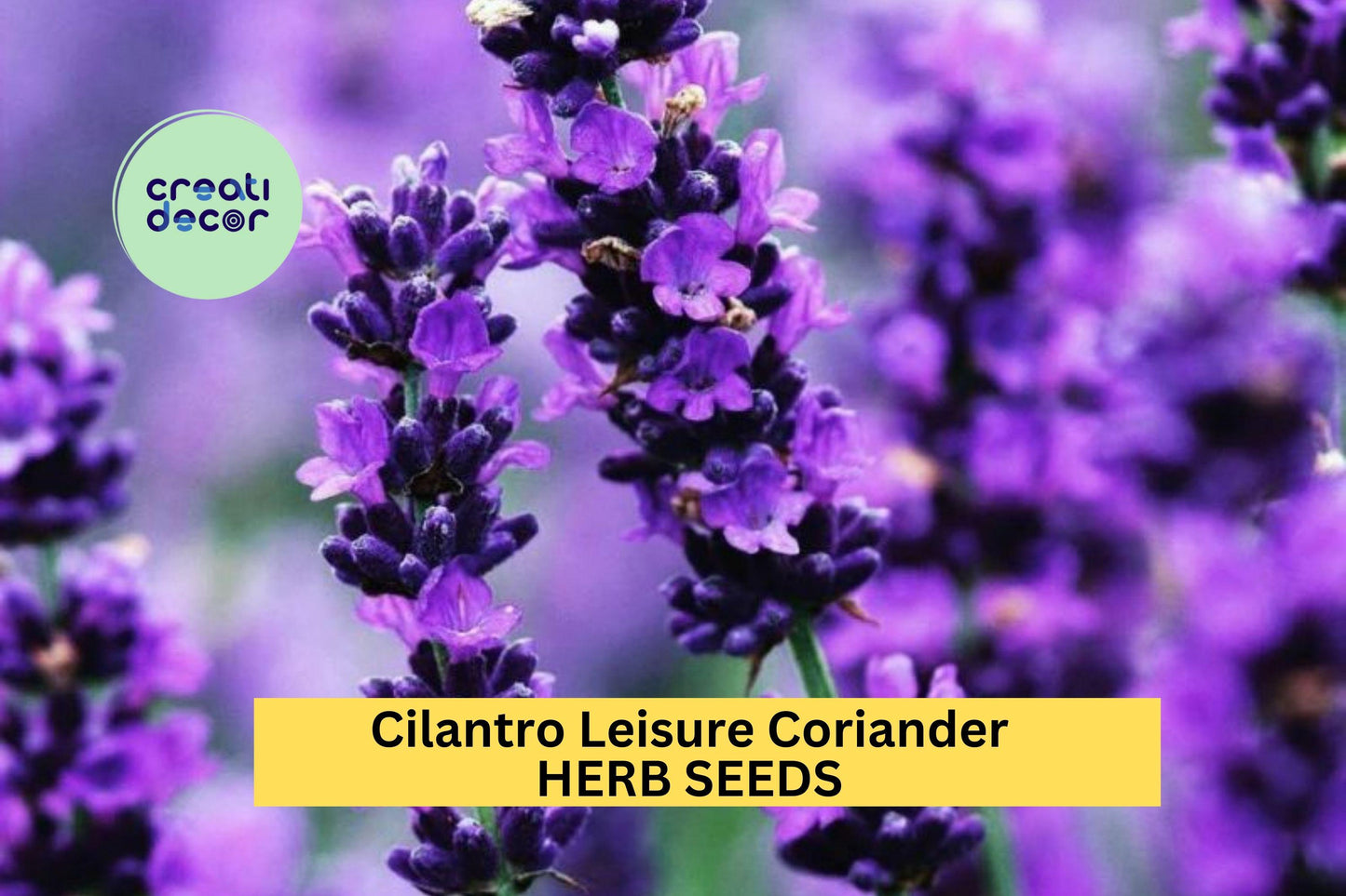 3pcs Cilantro Seeds – Coriandrum sativum Leisure Slow-Bolting Herb for Cooking, Salsa Gardens & Herb Planters