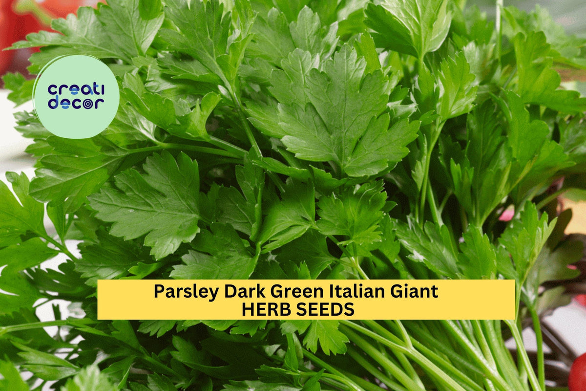3pcs Italian Giant Parsley Seeds – Dark Green Flat Leaves, Heirloom Herb, Petroselinum crispum for Culinary, Garden & Pots
