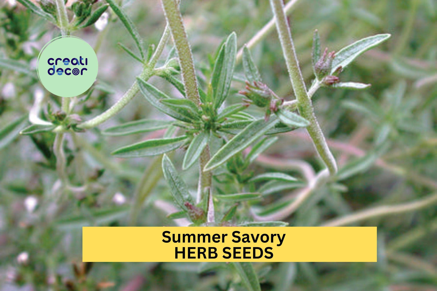 3pcs Summer Savory Seeds – Aromatic Culinary Herb for Cooking, Garden Beds & Containers – Satureja hortensis