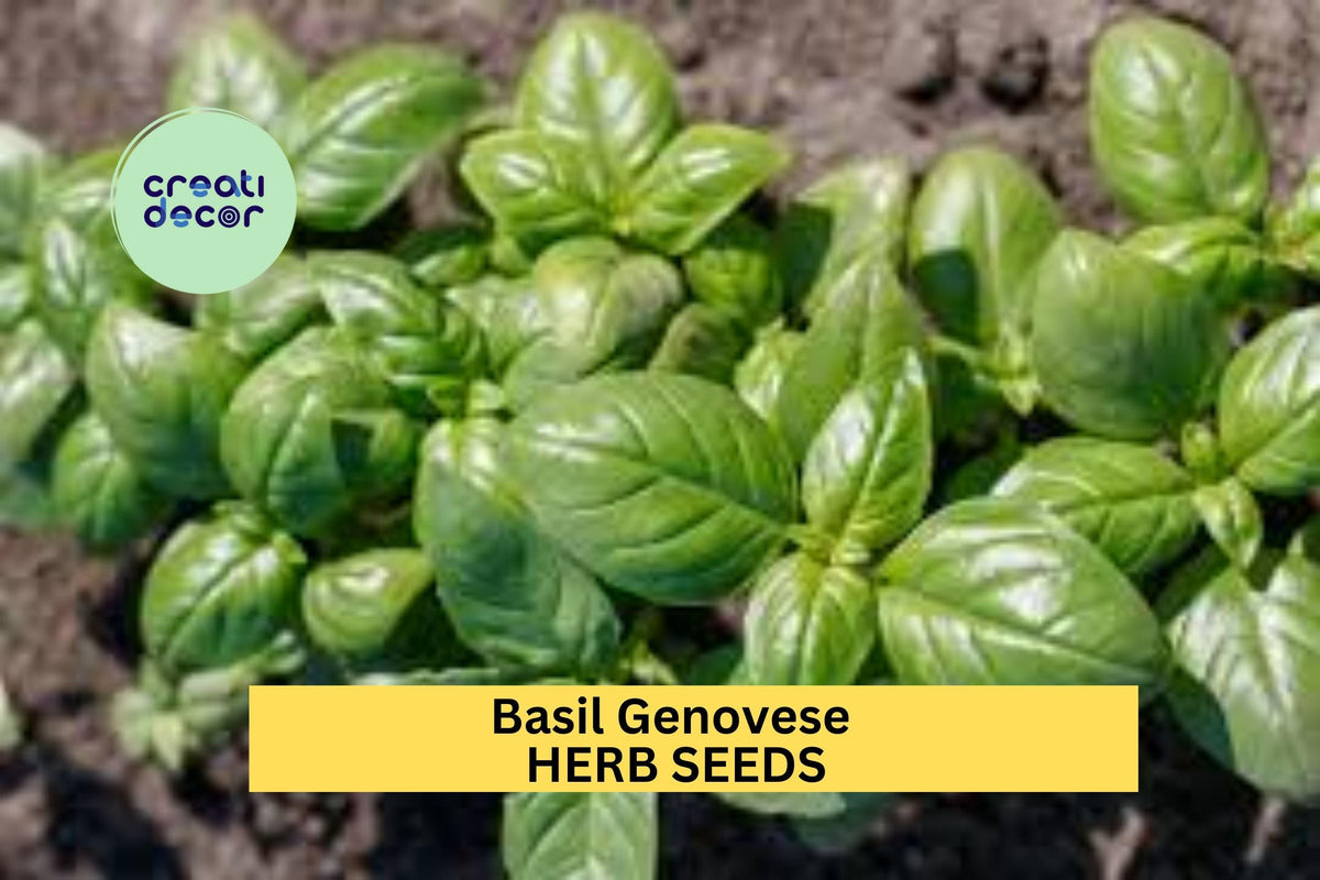 3pcs Basil Genovese Seeds – Italian Herb for Pesto, Pasta, Culinary Use, Ocimum basilicum, Indoor & Garden Planting