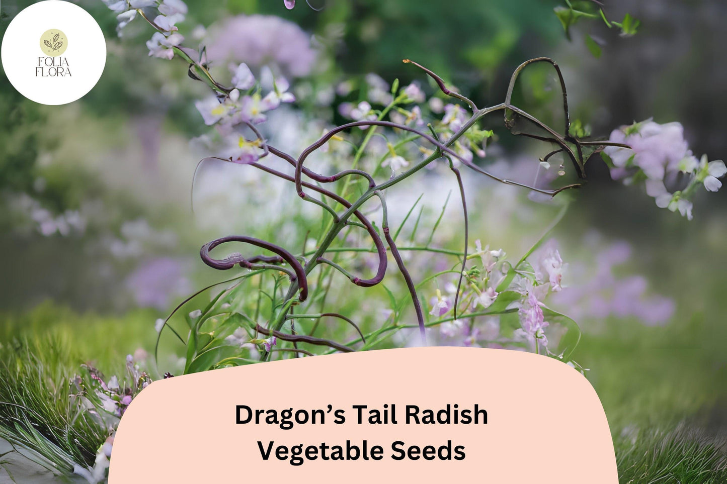 500+ Dragon's Tail Radish Seeds – Edible Purple Seed Pods, Heirloom, Spicy & Crisp, Heat-Tolerant, Fast-Growing, Summer Garden Plant