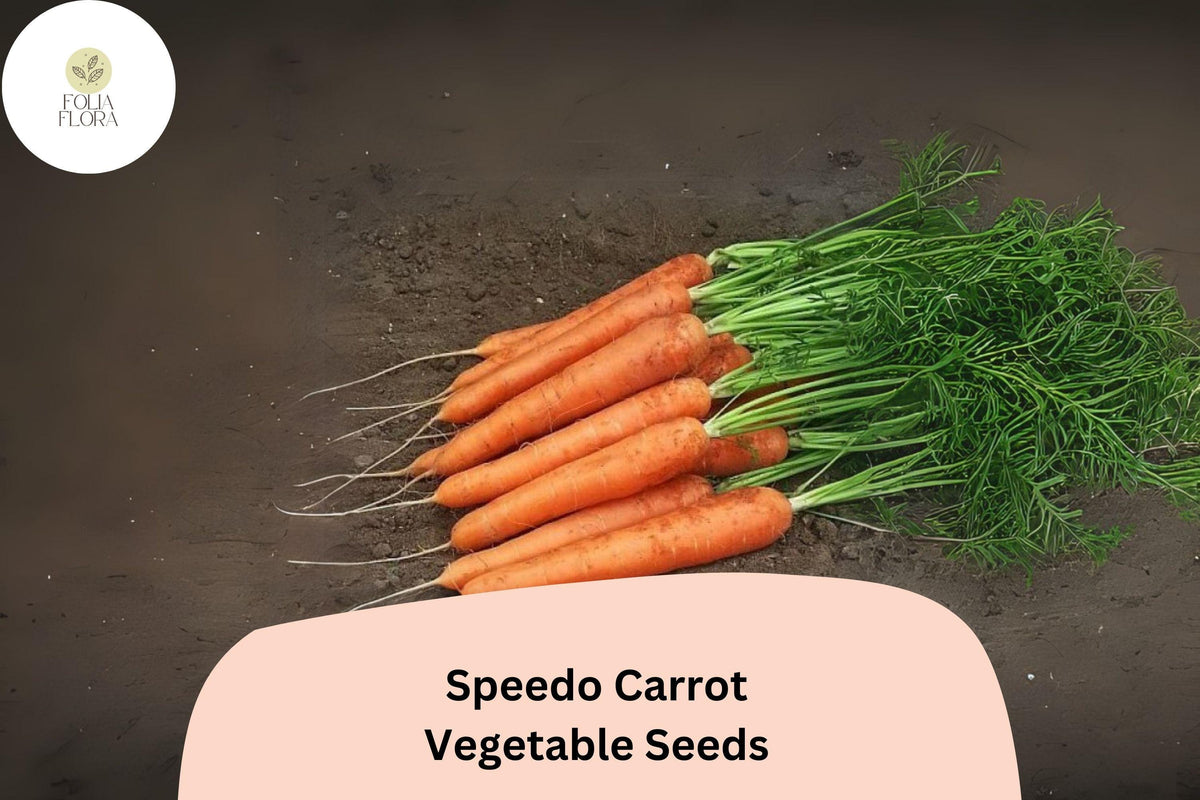 Speedo Carrot Seeds – Fast-Growing, High-Yield, Sweet & Tender Root Vegetable, Deep Orange, 1000+ Seeds