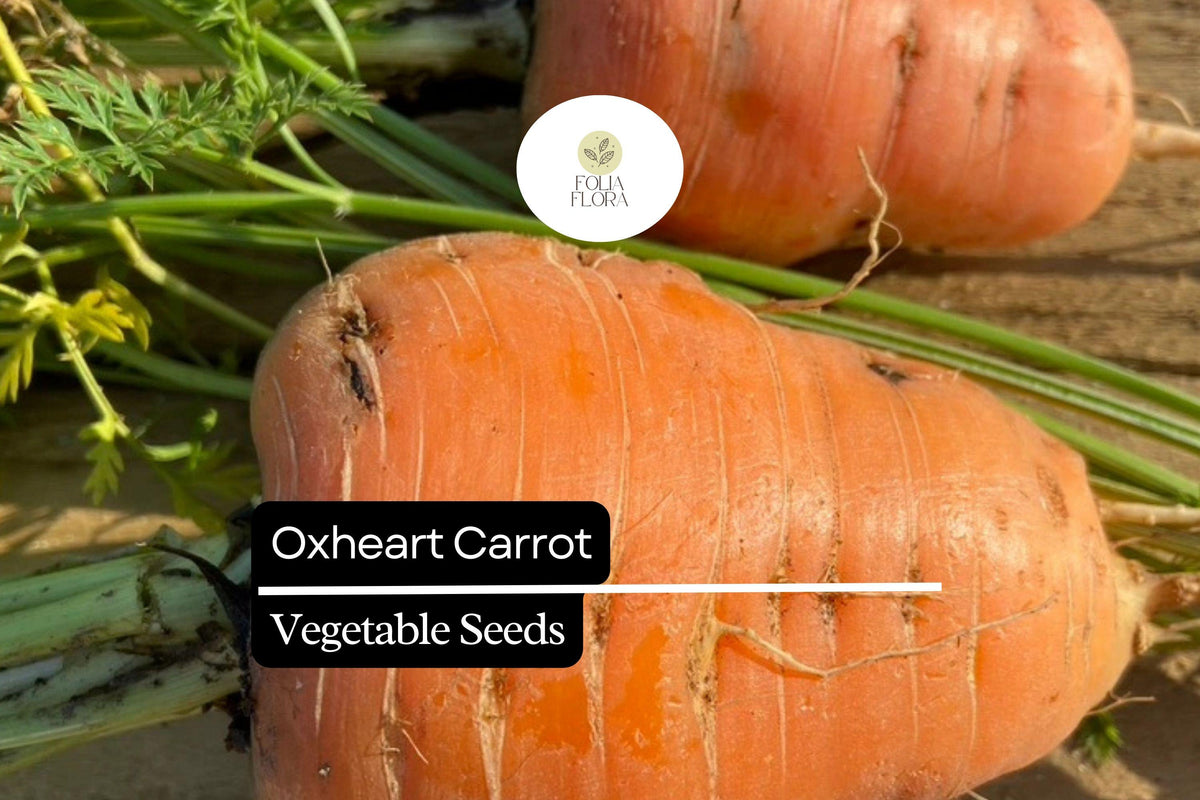 1000+ Oxheart Carrot Seeds – Heirloom, Short Thick Roots, Sweet Orange Flesh, Root Vegetable, Organic Gardening