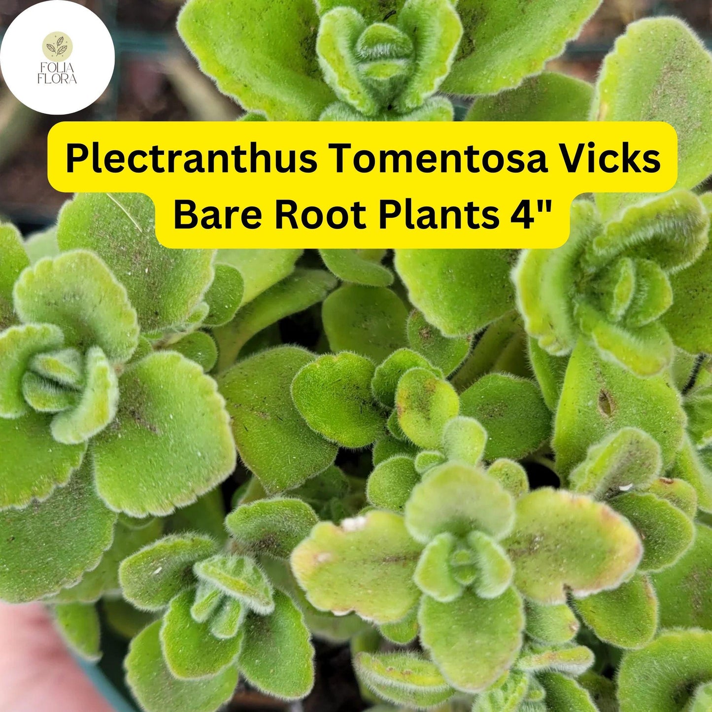 Plectranthus tomentosa Vicks Plant – Fragrant Succulent with Fuzzy Green Leaves, 2 Bare Root Plants, Indoor & Outdoor Use
