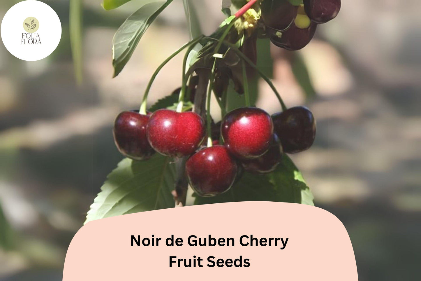 Cherry Tree Seeds – Noir de Guben Black Cherry, Self-Fertile, Cold-Hardy, Juicy Fruit, Rare Variety
