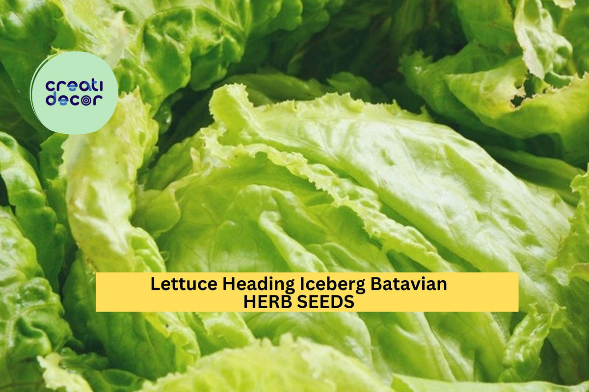 3pcs Lettuce Iceberg Batavian Seeds – Crisp Head Salad Greens, Lactuca sativa for Home Gardens, Raised Beds & Containers