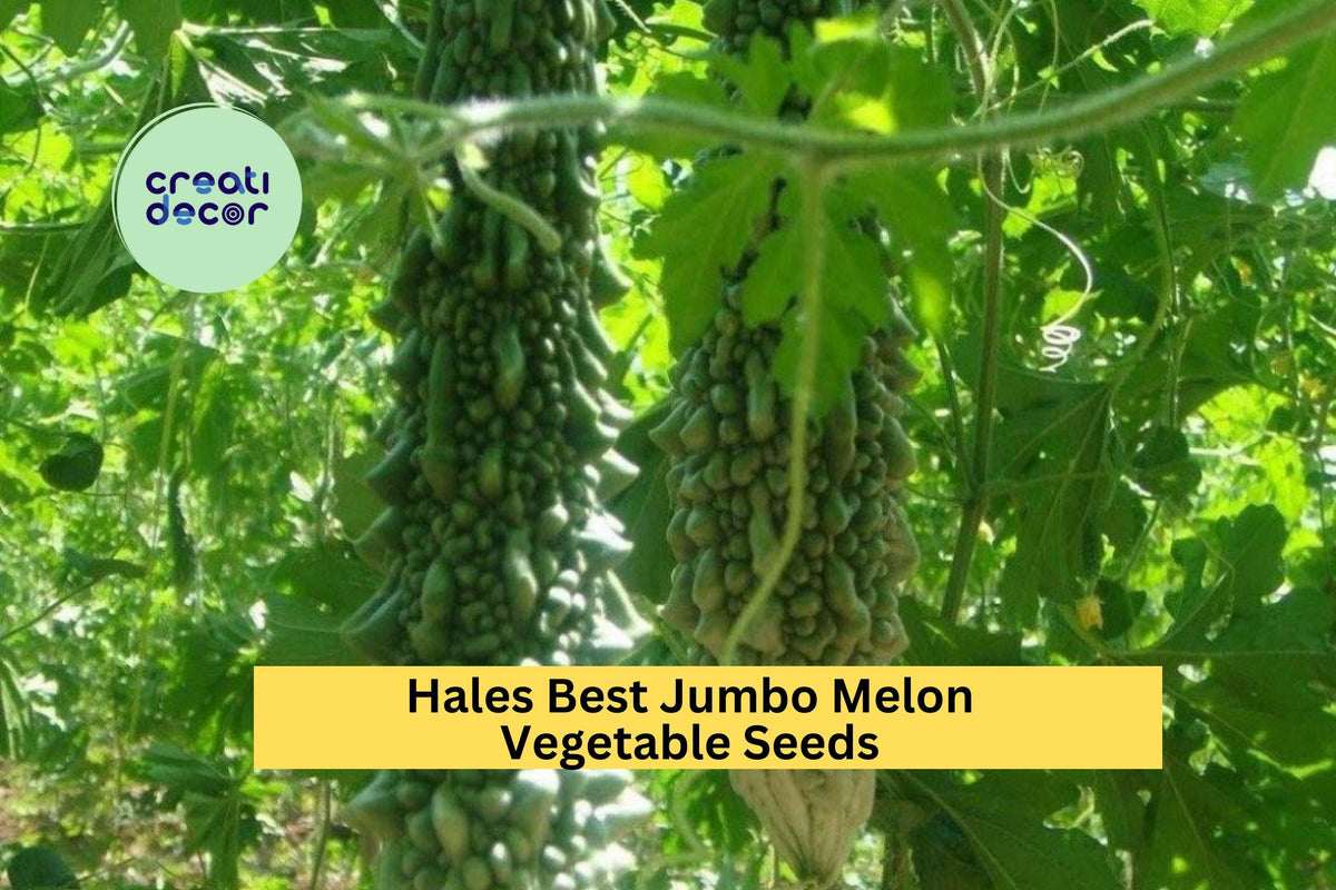 Bitter Melon Seeds 3 Pack – Dark Jade Hybrid, High-Yield Momordica charantia, Tropical Garden Edible Vine, Green Gourd Seeds