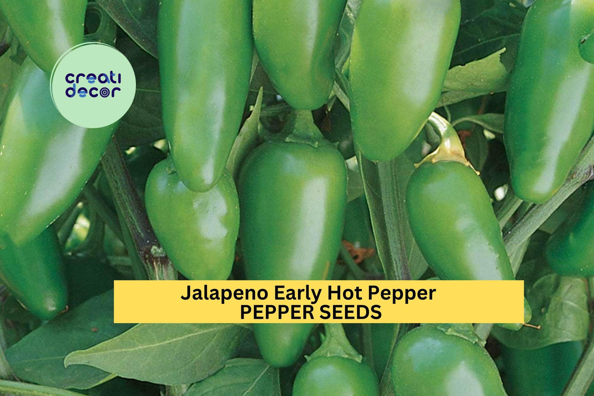 3pcs Jalapeno Early Hot Pepper Seeds – Capsicum annuum Green Chili for Salsa, Pickling, Home Garden, Container Growing
