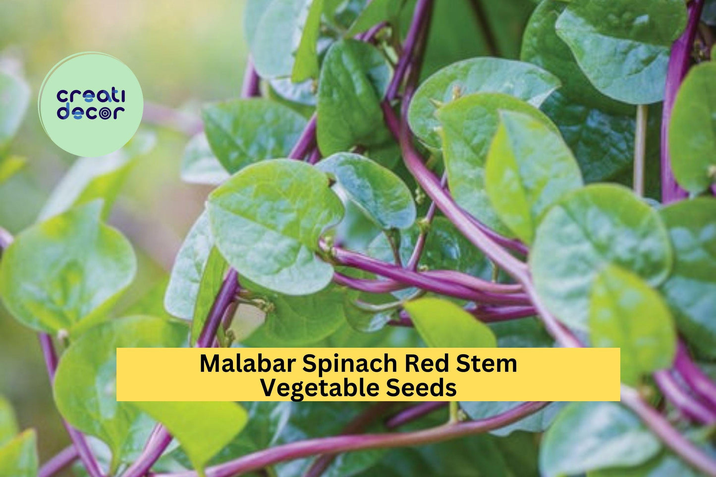 Red Stem Malabar Spinach Seeds – 3 Pack, Fast-Growing, Heat-Tolerant Vine, Edible Leaves & Striking Red Stems, Basella rubra, Garden & Trellis Planting