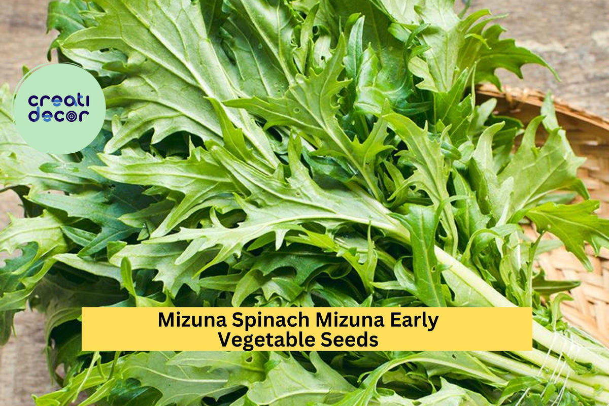 3pcs Mizuna Spinach Seeds – Fast-Growing Brassica rapa var. nipposinica for Salads & Stir-Fry, Cool Season Leafy Greens
