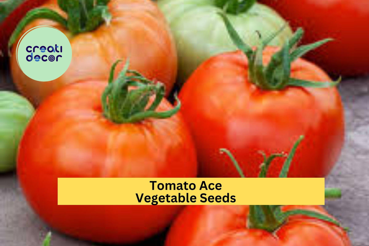 3pcs of Tomato Ace 55 Seeds – Low Acid Heirloom Solanum lycopersicum for Salads, Canning & Home Garden