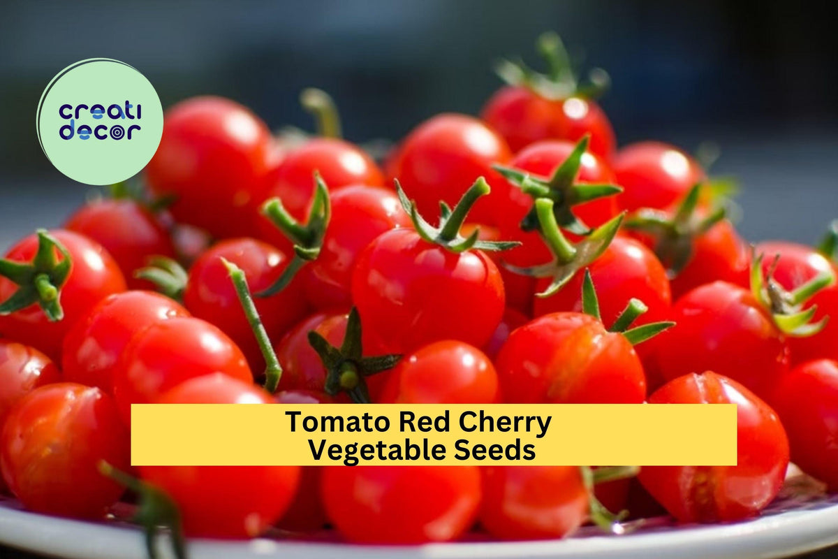 3pcs 100mg Red Cherry Tomato Seeds – Sweet & Juicy Mini Tomatoes for Snacking, Salads, Container Gardening Solanum lycopersicum