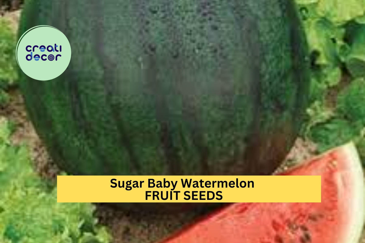 3pcs Sugar Baby Watermelon Seeds – Small Red Flesh Melon, Compact Vine, Citrullus lanatus, Fast Growing, Heirloom, Container Gardening