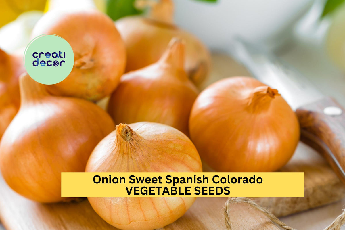 3pcs 250mg Sweet Spanish Colorado Onion Seeds – Large Yellow Bulbs for Planting, Cooking & Salads – Allium cepa
