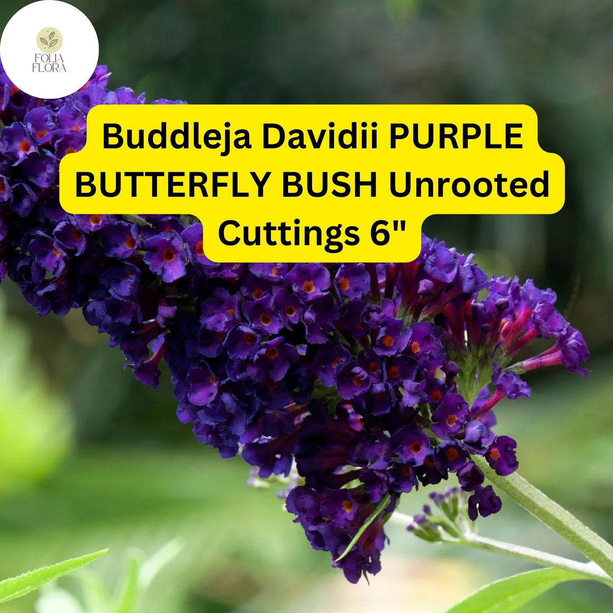 Purple Butterfly Bush Cuttings - 7 Live Unrooted 6” Shrubs, Fragrant, Pollinator-Friendly, Fast-Growing Buddleja Davidii