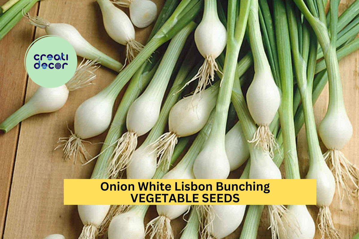 3pcs White Lisbon Bunching Onion Seeds – Mild Green Scallions for Gardening – Fast-Growing Allium fistulosum Seed Pack