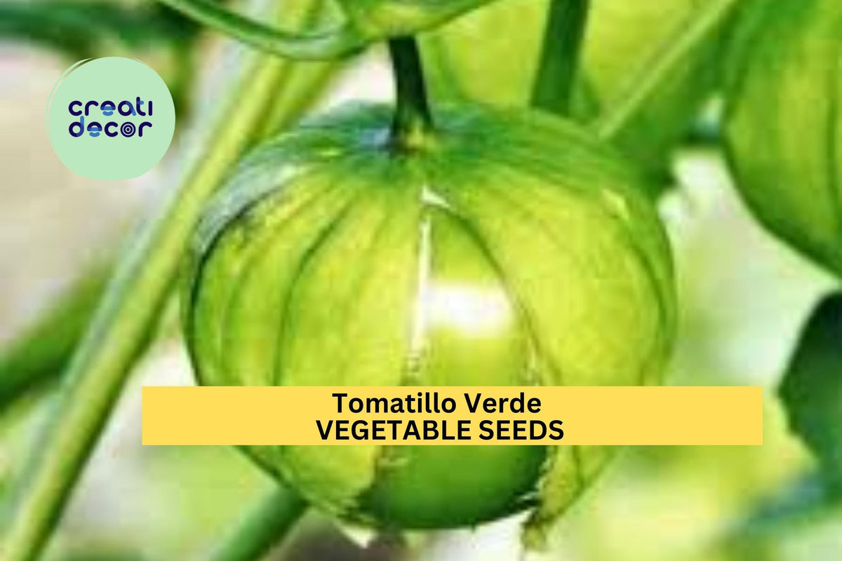 3pcs Tomatillo Verde Seeds – Green Husk Tomato for Salsa Verde & Cooking – Physalis philadelphica Vegetable Seeds