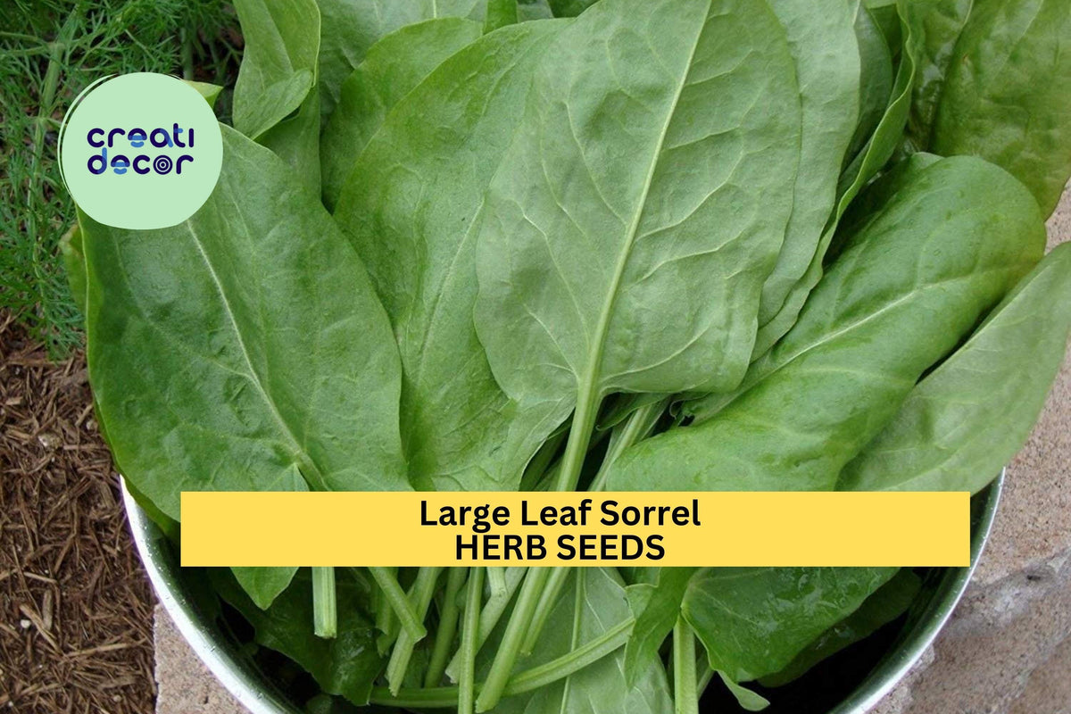 Large Leaf Sorrel Seeds 3-Pack, Rumex acetosa, Tangy Culinary Herb for Salads, Soups & Sauces, Fast-Growing Perennial Herb Seeds