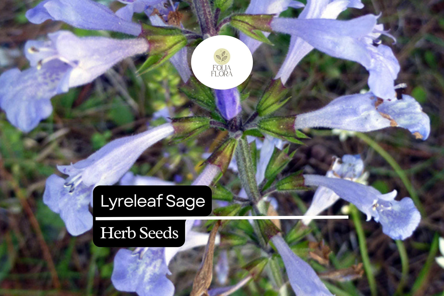 Lyreleaf Sage Seeds | 25 Perennial Wildflower for Pollinators & Ground Cover | Salvia lyrata Lavender-Blue Blooms