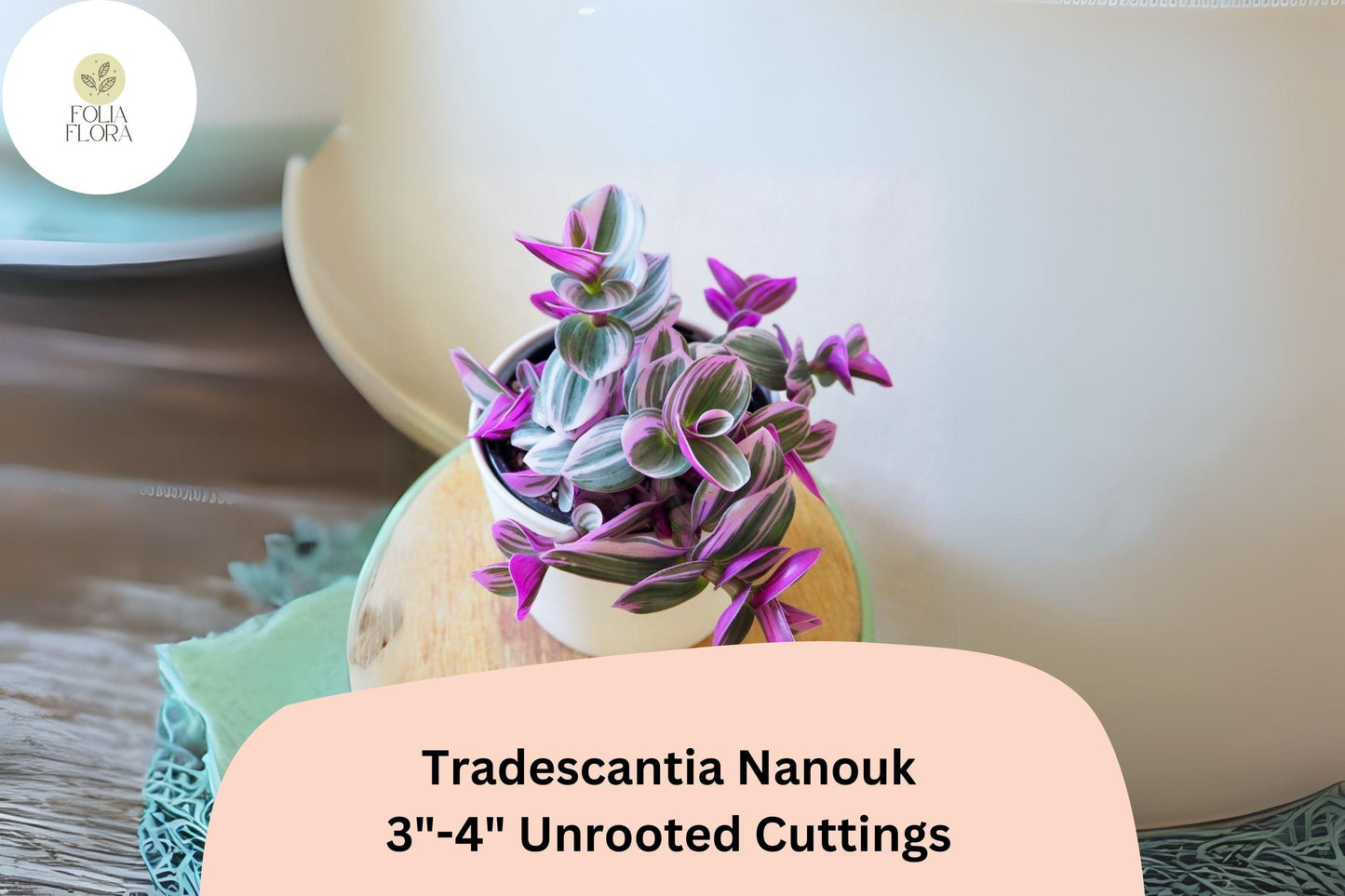 Unrooted Tradescantia Nanouk Cuttings 3”-4” | Pink, Purple, Green Variegated Houseplant | Tradescantia albiflora