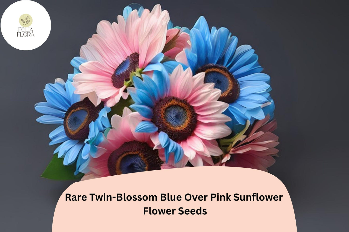 50pcs Rare Twin-Blossom Blue Over Pink Sunflower Seeds | Helianthus annuus Bicolor Annual Flower