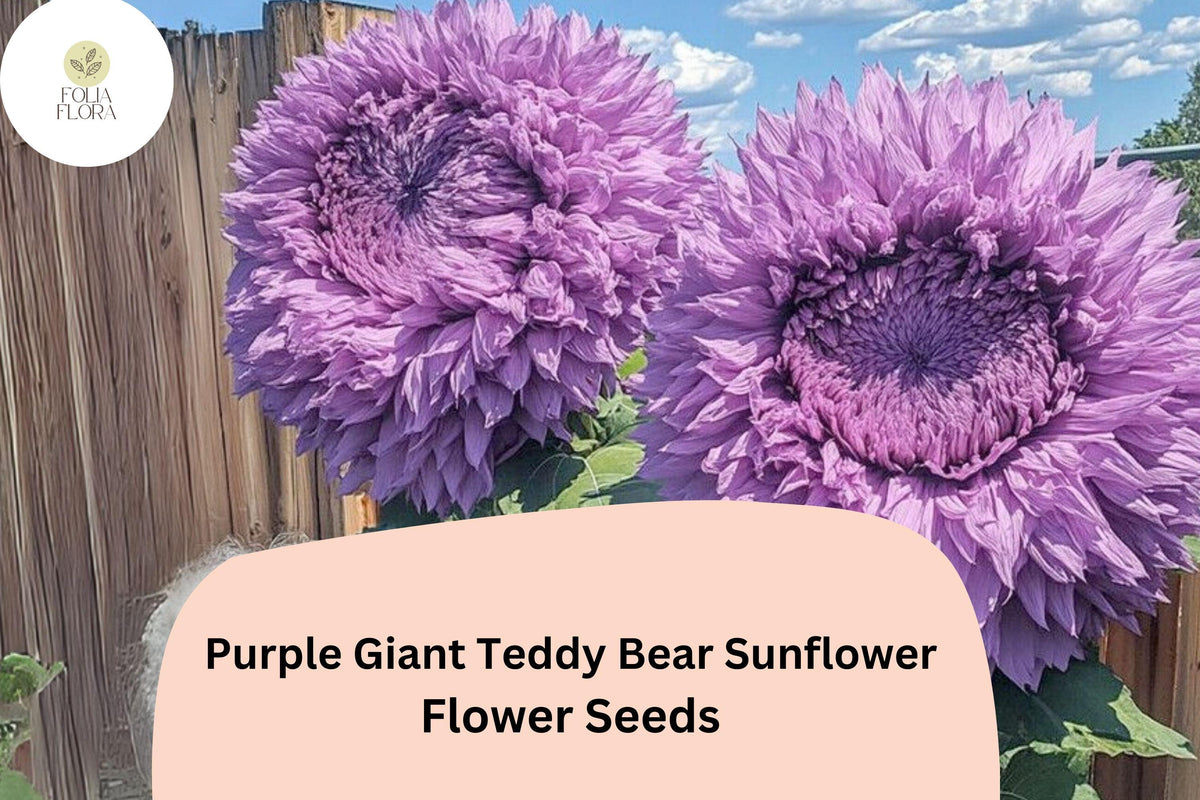 50pcs Rare Purple Giant Teddy Bear Sunflower Seeds | Fluffy Double Blooms Helianthus annuus