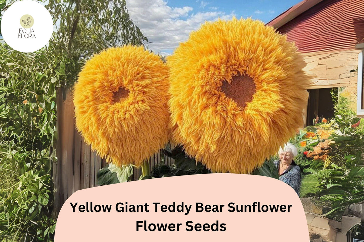 Giant Teddy Bear Sunflower Seeds – Rare Yellow Double Blooms, Easy Grow, Helianthus annuus ‘Teddy Bear’ (50pcs)