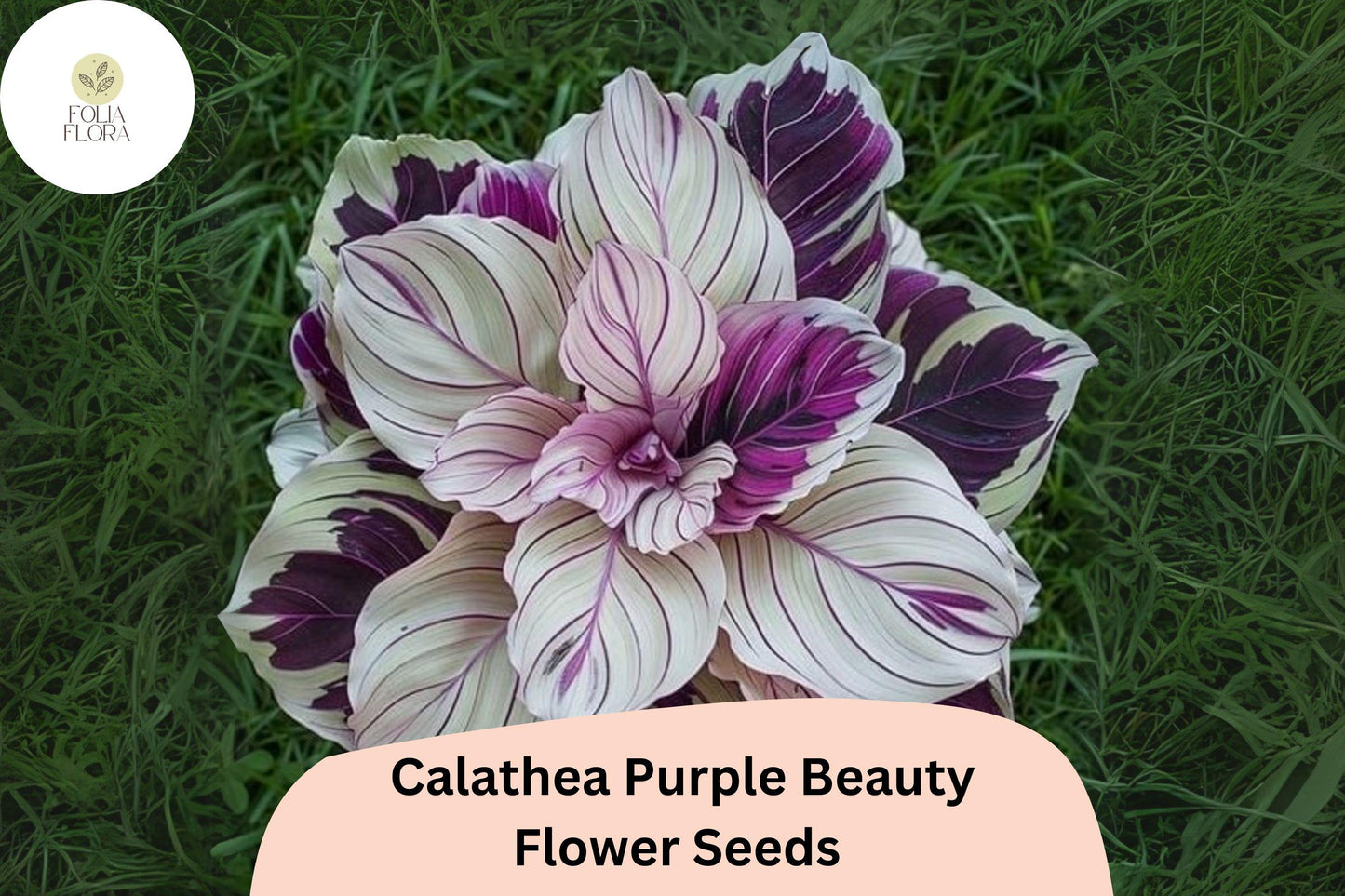 Purple Beauty Calathea Seeds | Exotic Tropical Foliage Plant | Green & Deep Purple Undersides | Calathea sp.