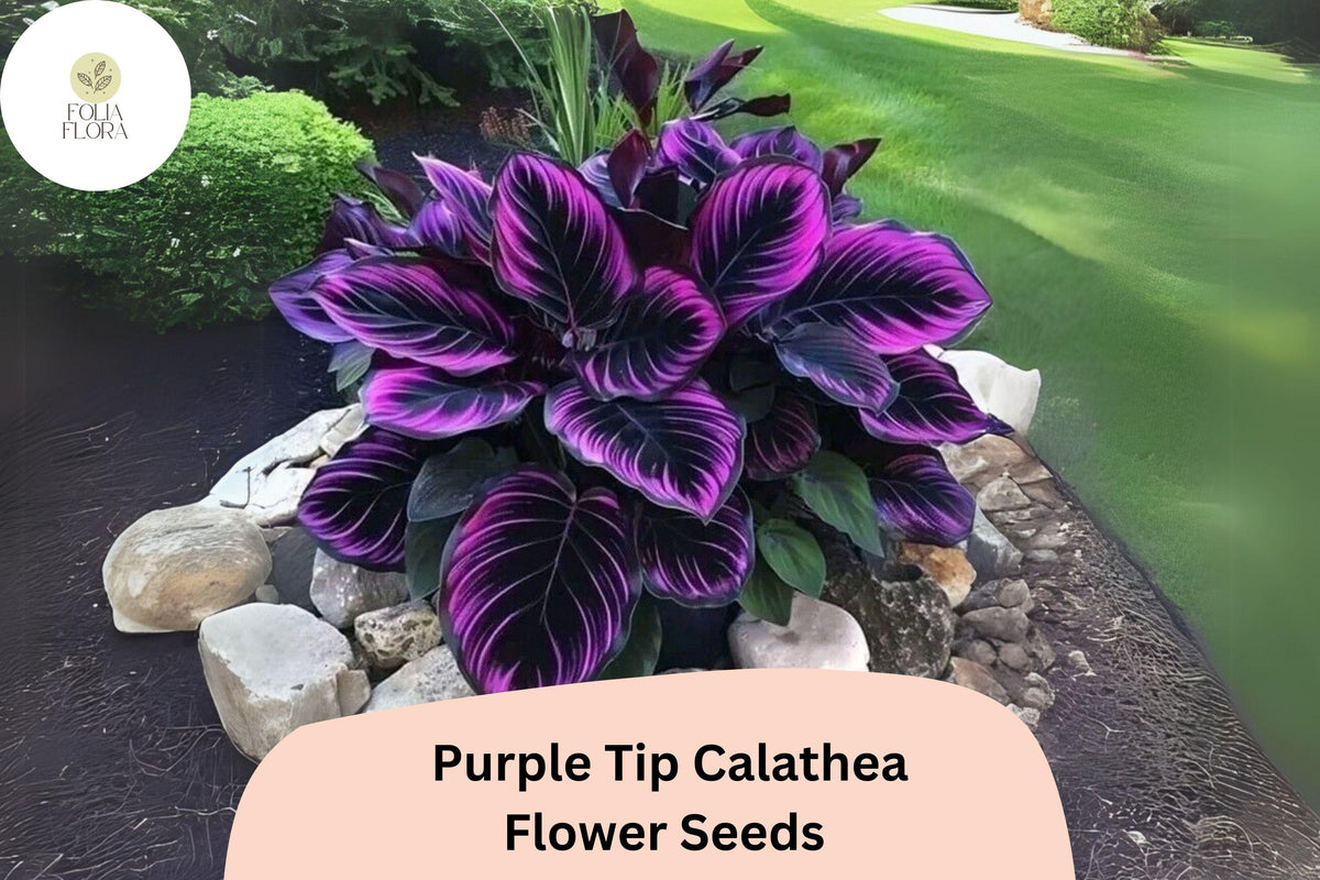 Purple Tip Calathea Seeds | Exotic Tropical Foliage Plant | Green & Purple Undersides | Calathea sp.