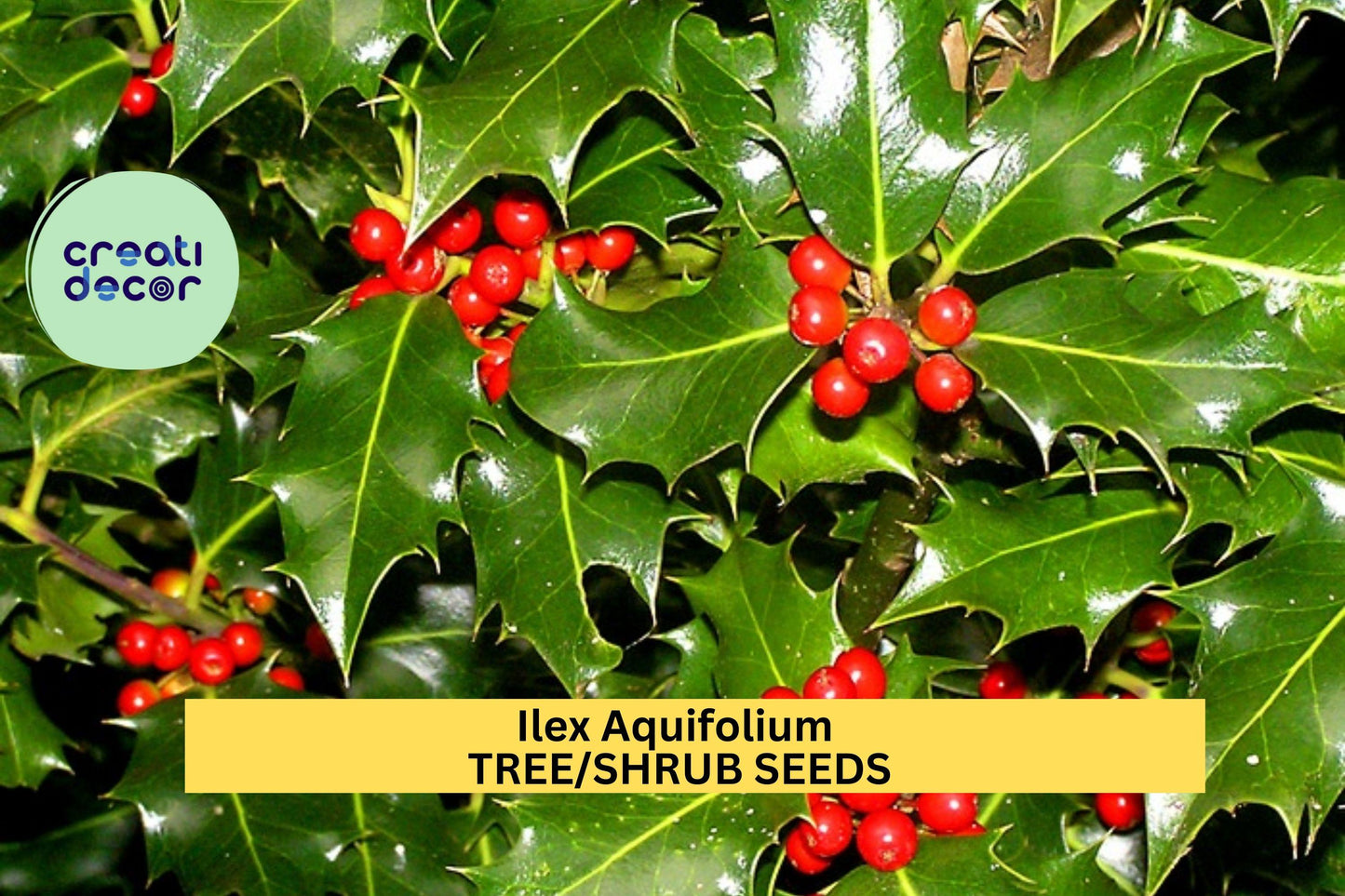3 Pack Ilex aquifolium Seeds – English Holly Evergreen Shrubs for Hedges, Winter Decor & Wildlife Gardens