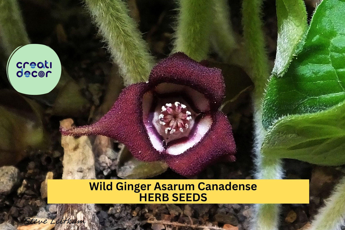 Wild Ginger Seeds 100mg | Native Ground Cover for Shade Gardens | Asarum canadense Planting Seeds